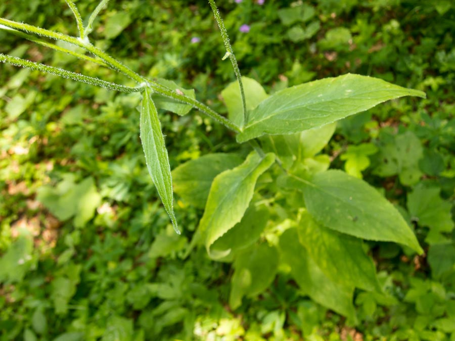 Doronicum austriacum / Doronico austriaco